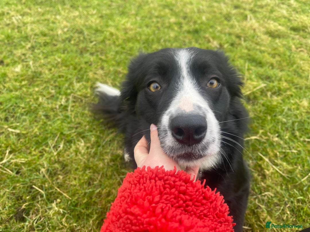 Border Collie dogs for sale: 3 handsome male border collies for sale  - Image 4
