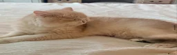 British Shorthair cats for sale: 2 blue golden kittens  - Advert 3