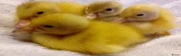 Ducks poultry for sale: Pure Silver Indian Runner Ducklings - Advert 4