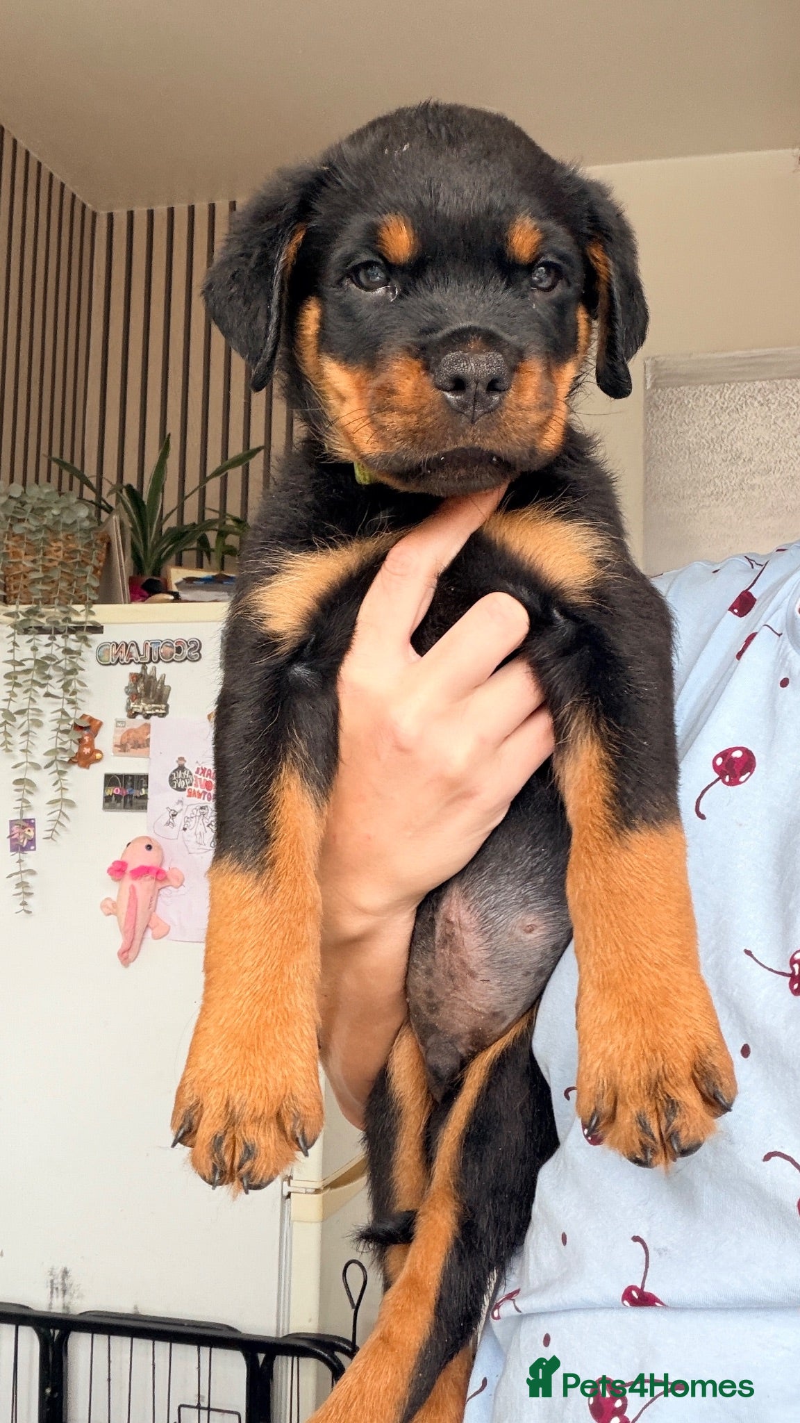 Rottweiler dogs ⭐️KC registered⭐️ READY NOW ✨✨ - Advert 1