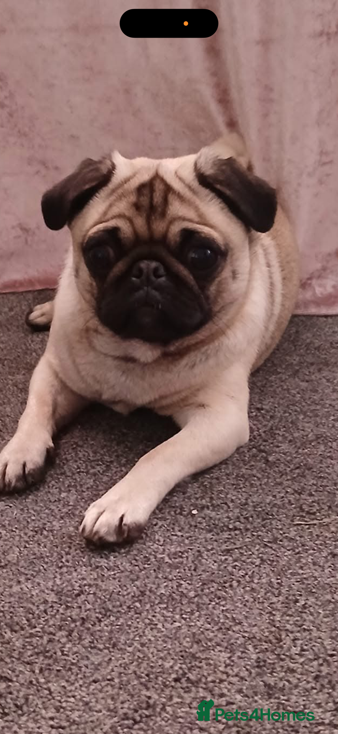 Pug dogs for sale: Female pug  - Advert 3