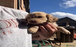 Cocker Spaniel dogs for sale: Cocker spaniel  - Image 1