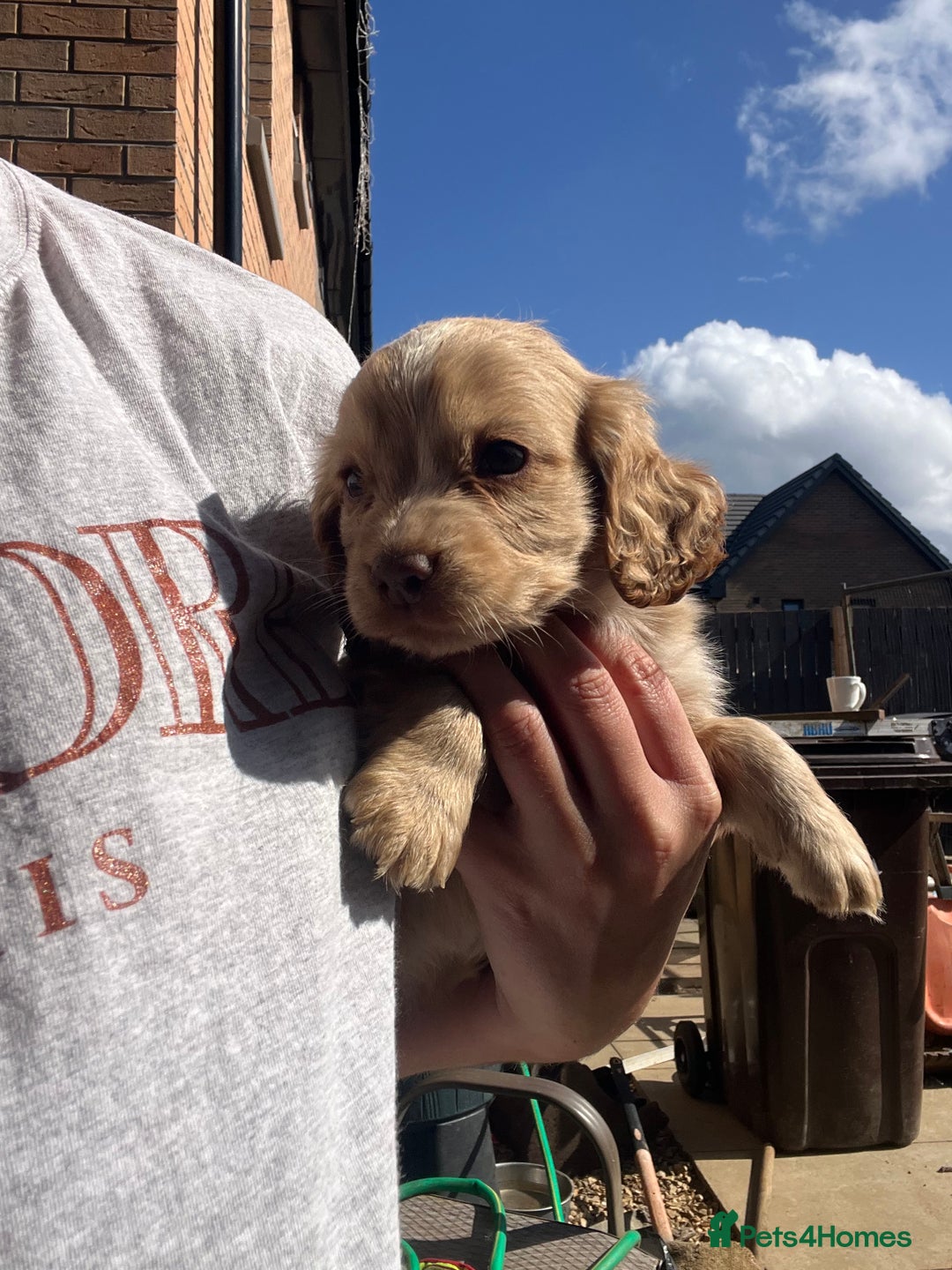 Cocker Spaniel dogs for sale: Cocker spaniel  - Image 1