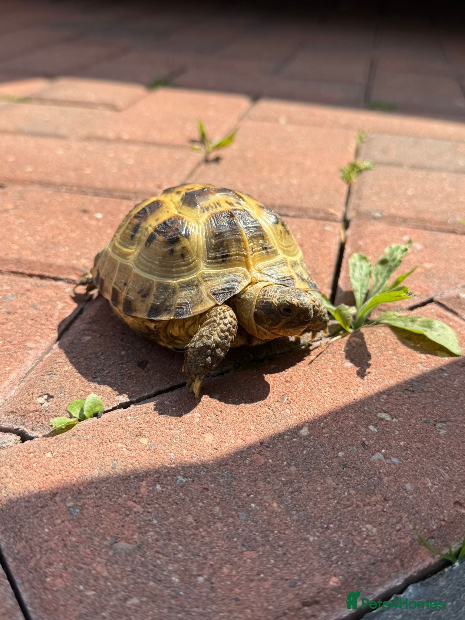 Tortoise reptiles Horsefield tortoise - Advert 4