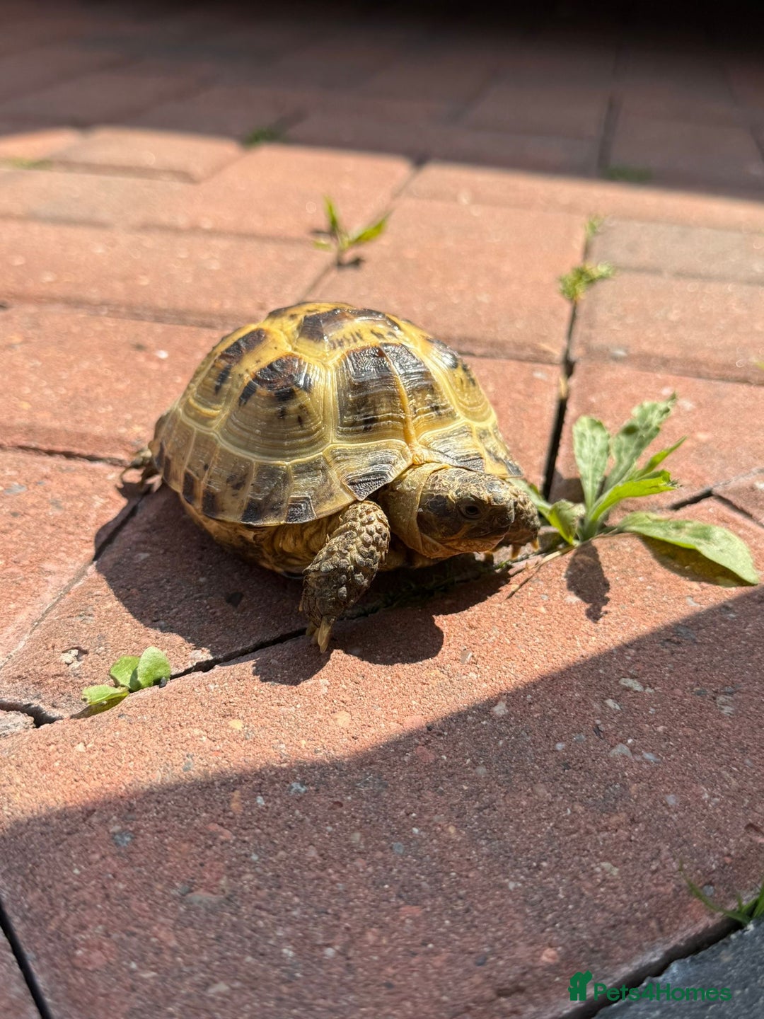 Tortoise reptiles for sale: Horsefield tortoise - Advert 1