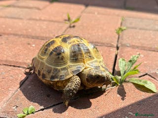Tortoise reptiles Horsefield tortoise - Advert 4