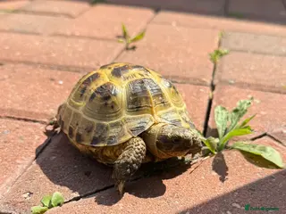 Tortoise reptiles Horsefield tortoise - Advert 5