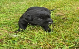 Labrador Retriever dogs for sale: Borador puppies! - Image 2