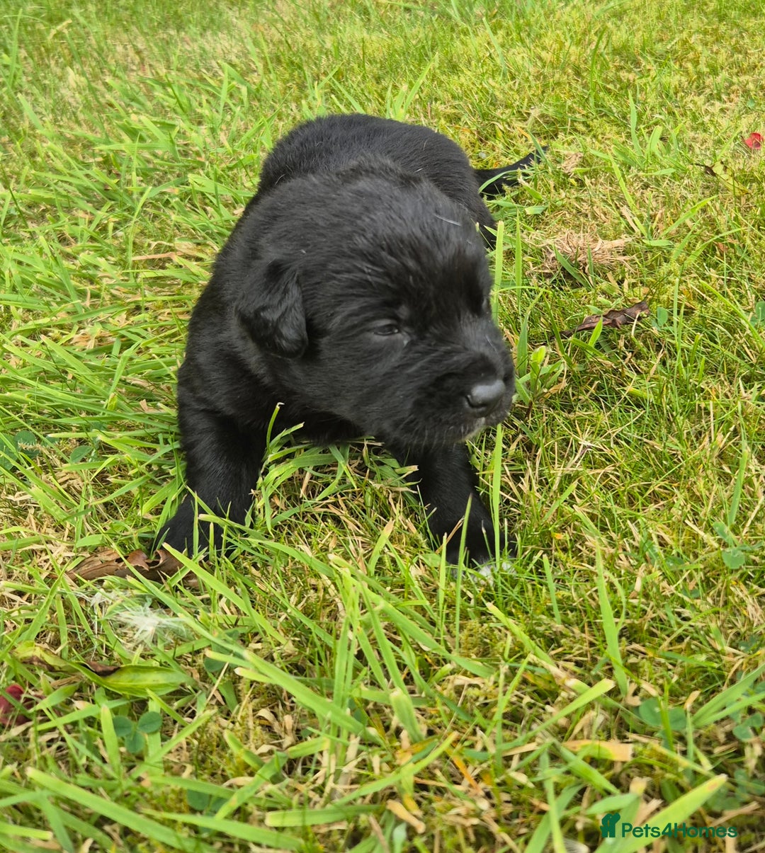 Labrador Retriever dogs for sale: Borador puppies! - Image 2
