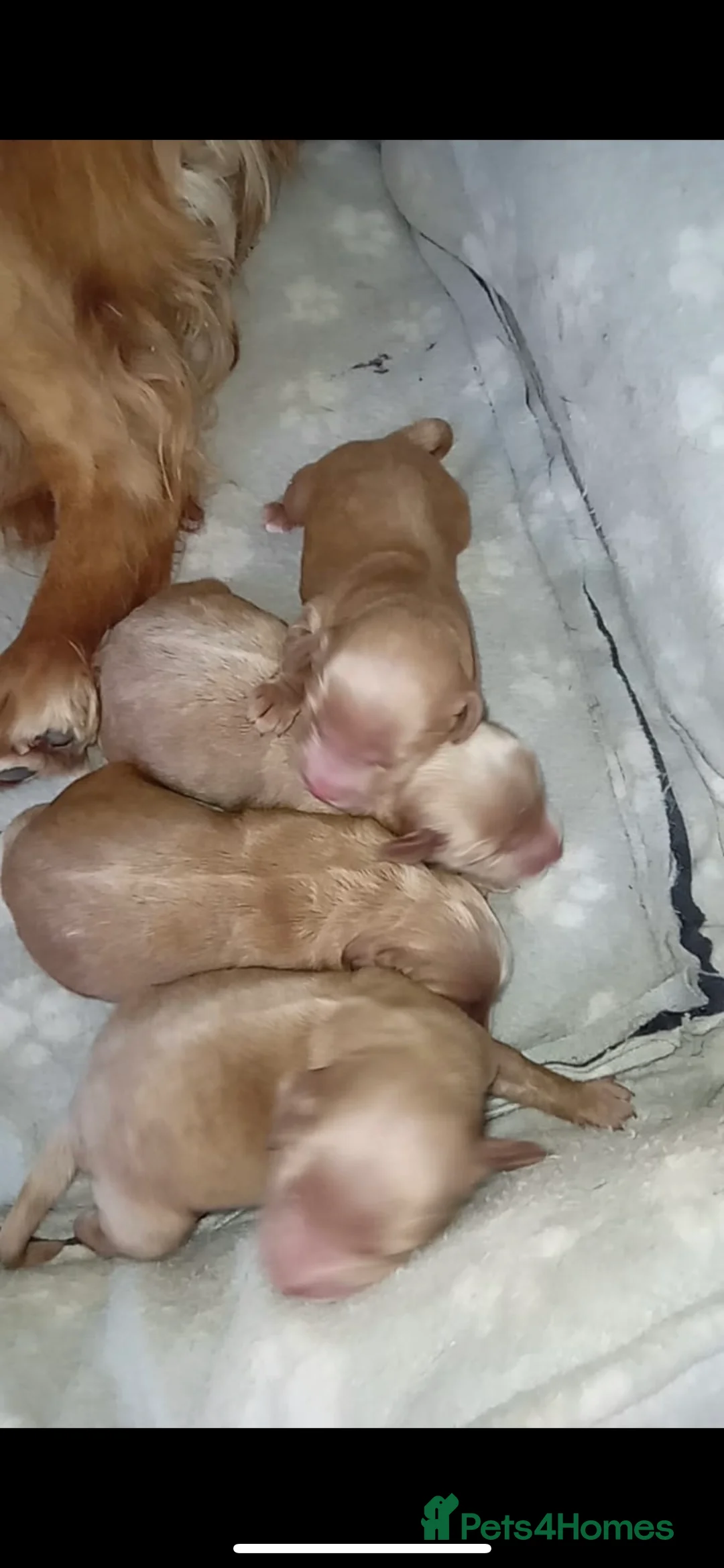 Toy Poodle dogs for stud: Proven Red Toy Poodle for STUD KC Registered in Dudley - Advert 10