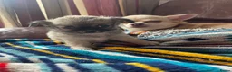Chihuahua dogs for sale: Meet the Magnificent 7 - Advert 13