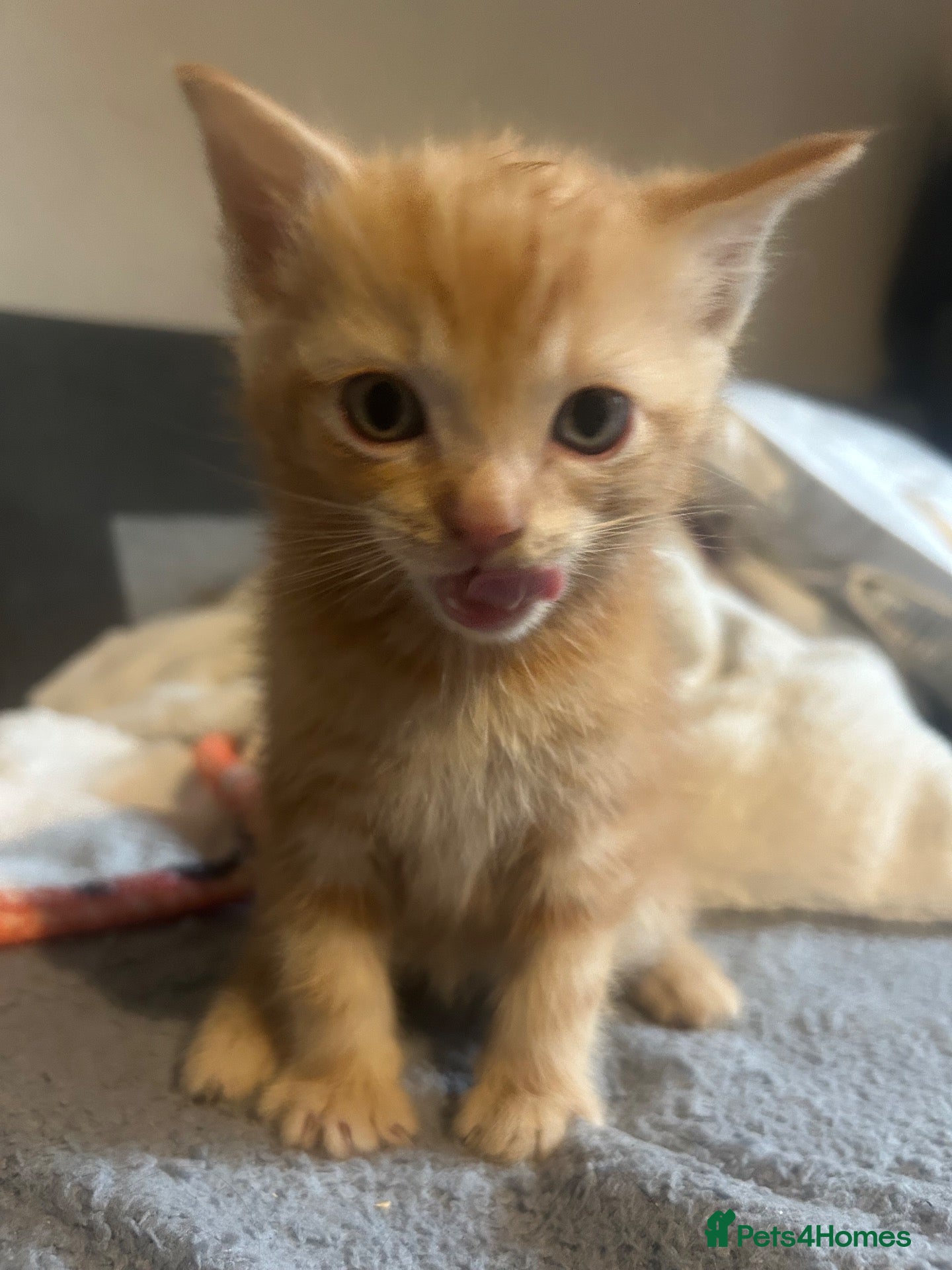 Mixed Breed cats for sale: Beautiful Fluffy Ragdoll Cross kittens  - Advert 3