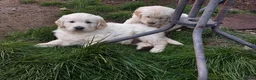 Golden Retriever dogs for sale: Beautiful fluffy Golden Retriever puppies kc reg - Advert 13