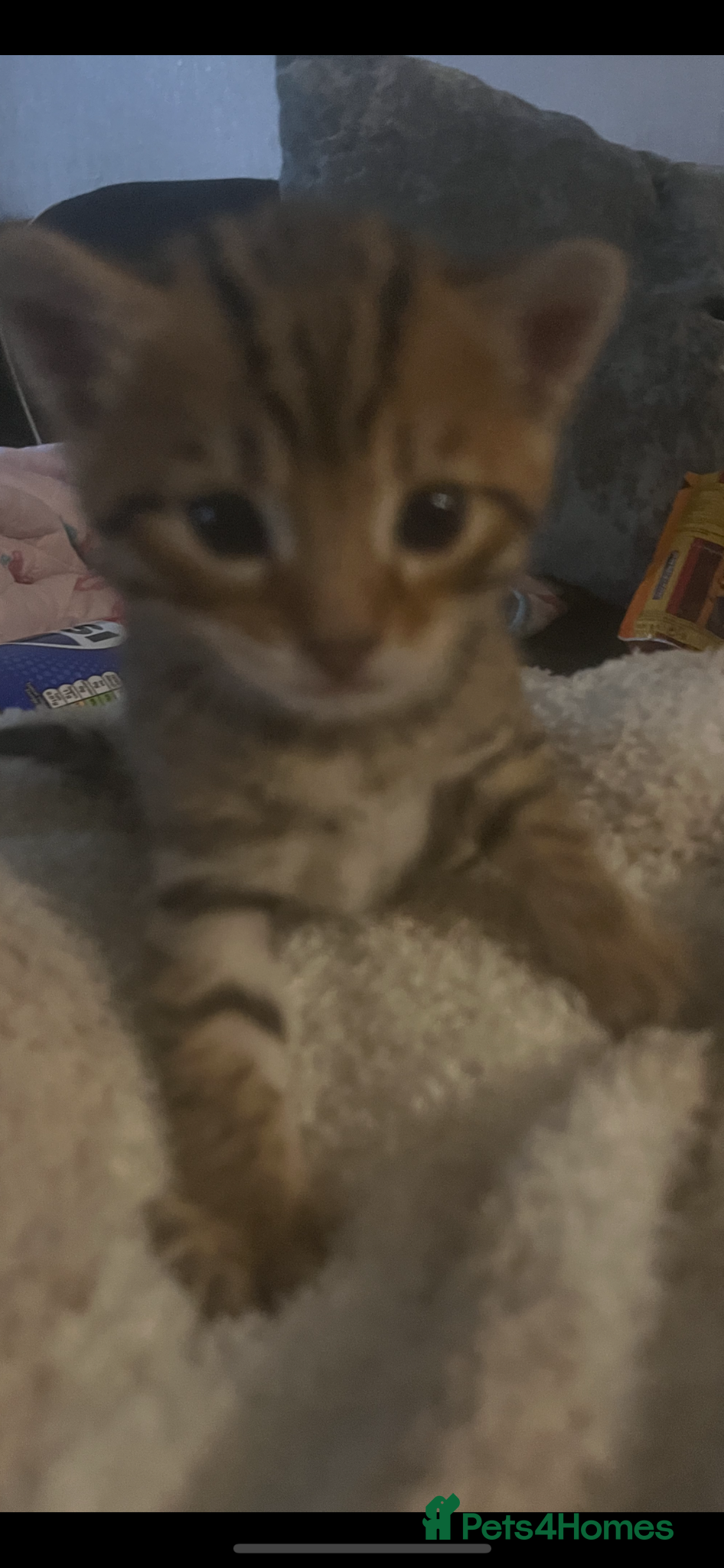 Bengal cats Male bengal kitten - Advert 2