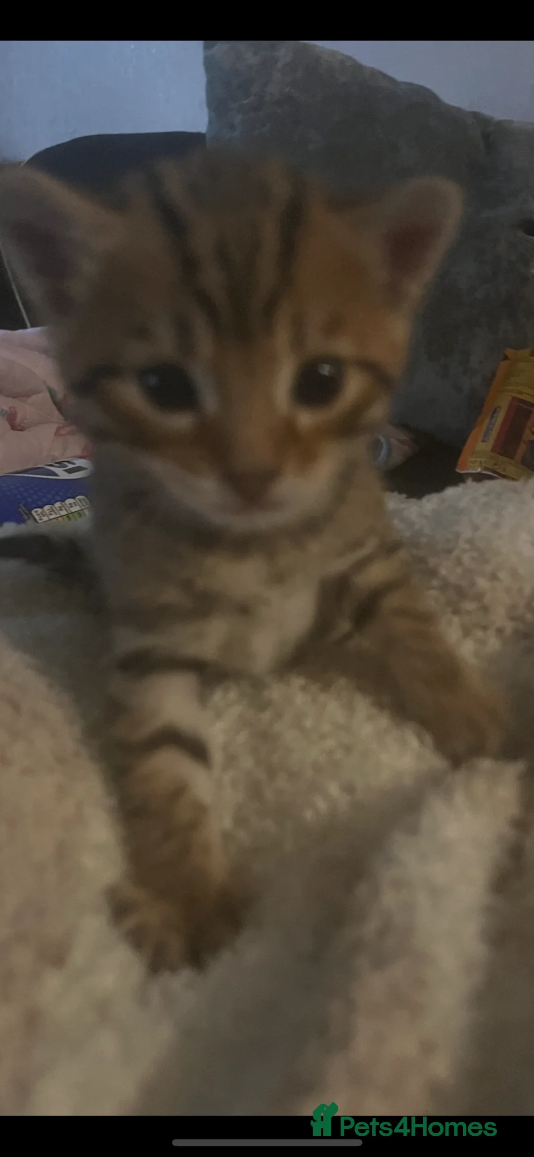 Bengal cats for sale: Male bengal kitten in Sheffield - Advert 1