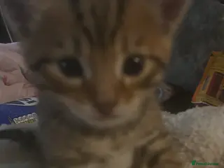 Bengal cats Male bengal kitten - Advert 1