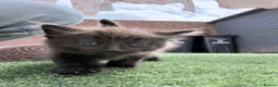 British Longhair cats for sale: 3 x female British longhair kittens - Advert 7