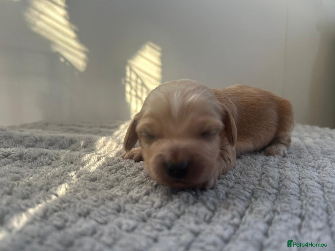 Mixed Breed dogs for sale: Apricot Cockapoo puppies ready to leave 6th march  - Advert 18