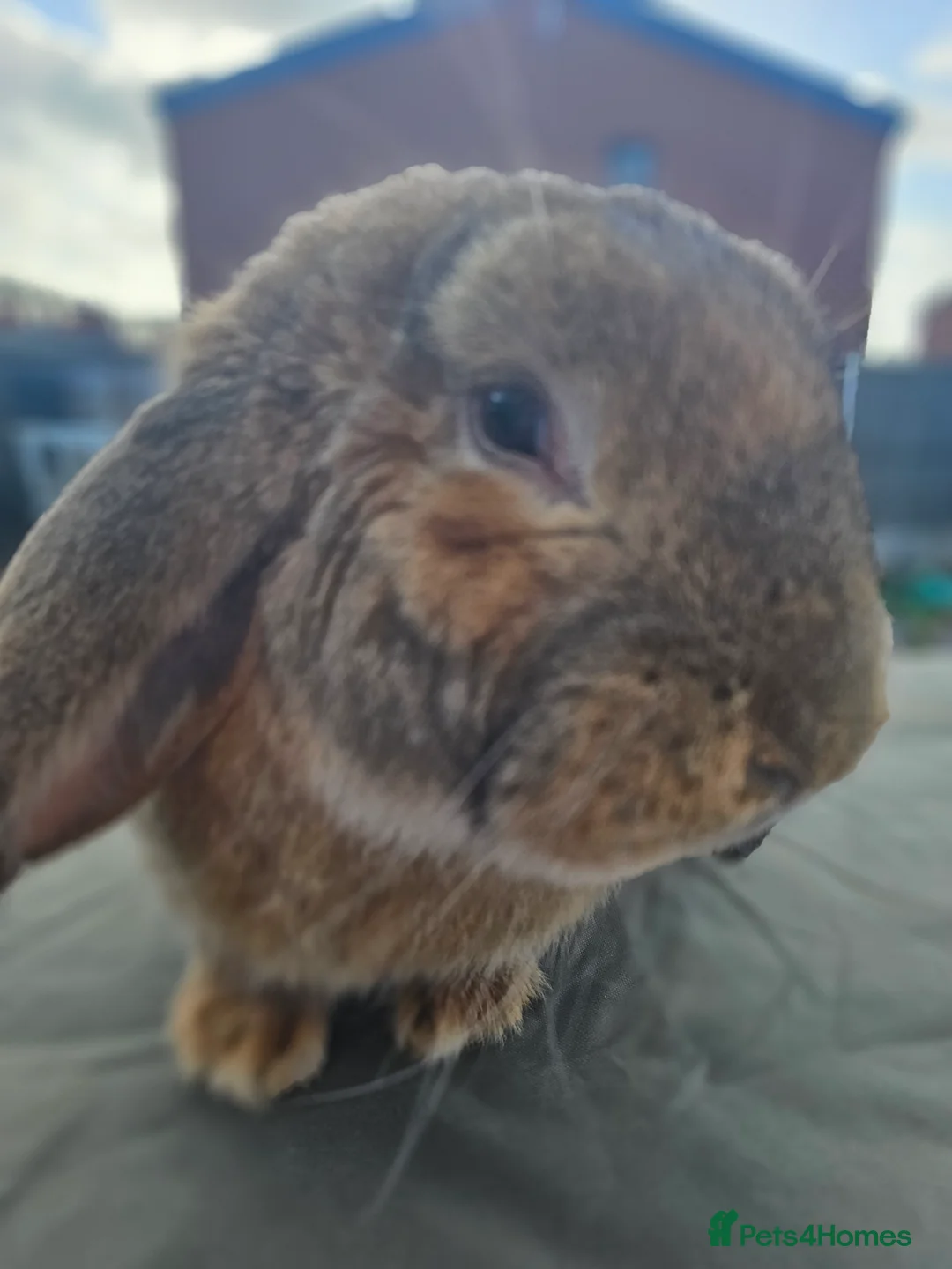 French Lop rabbits for sale: Giant French Lop Buck - Advert 1