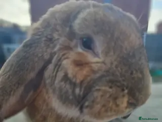 French Lop rabbits Giant French Lop Buck - Advert 2