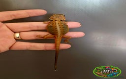 Bearded Dragon reptiles for sale: Pogona vitticeps + vitticeps/Barbata hybrids - Image 39