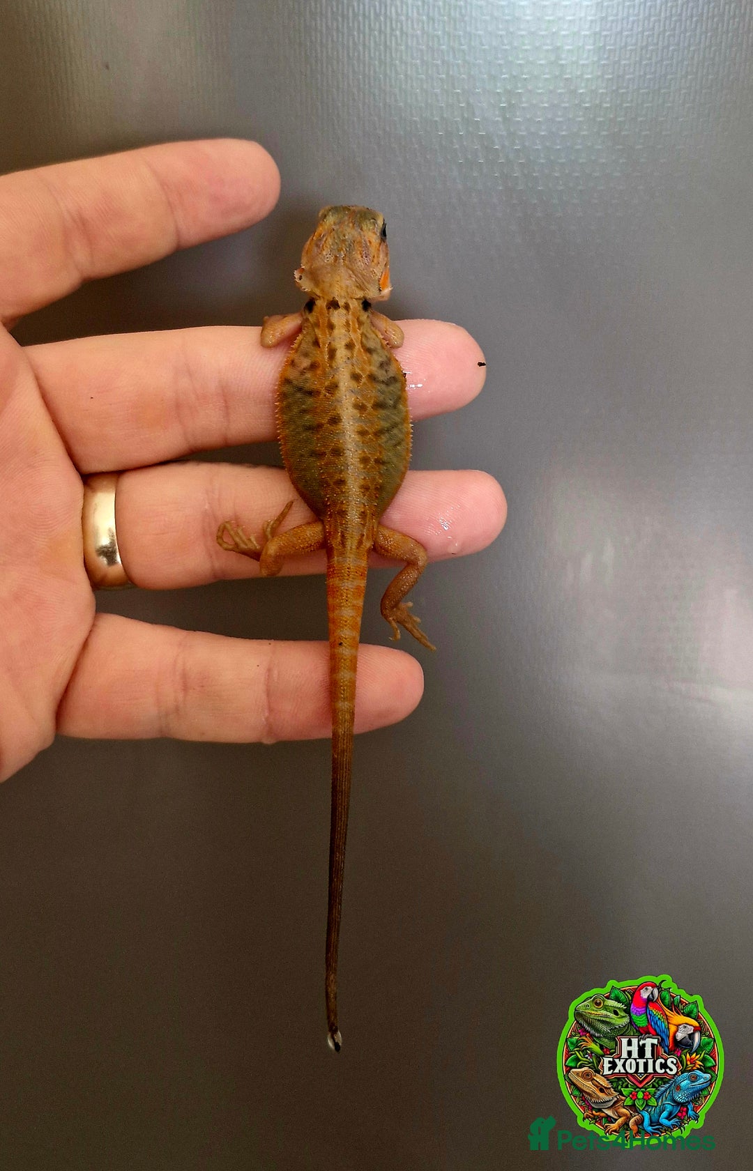 Bearded Dragon reptiles for sale: Pogona vitticeps + vitticeps/Barbata hybrids - Image 39