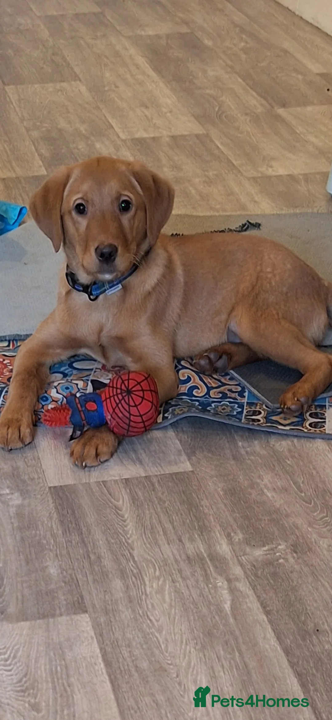 Labrador Retriever dogs for sale: Fox Red Labrador bitch for sale - Advert 2