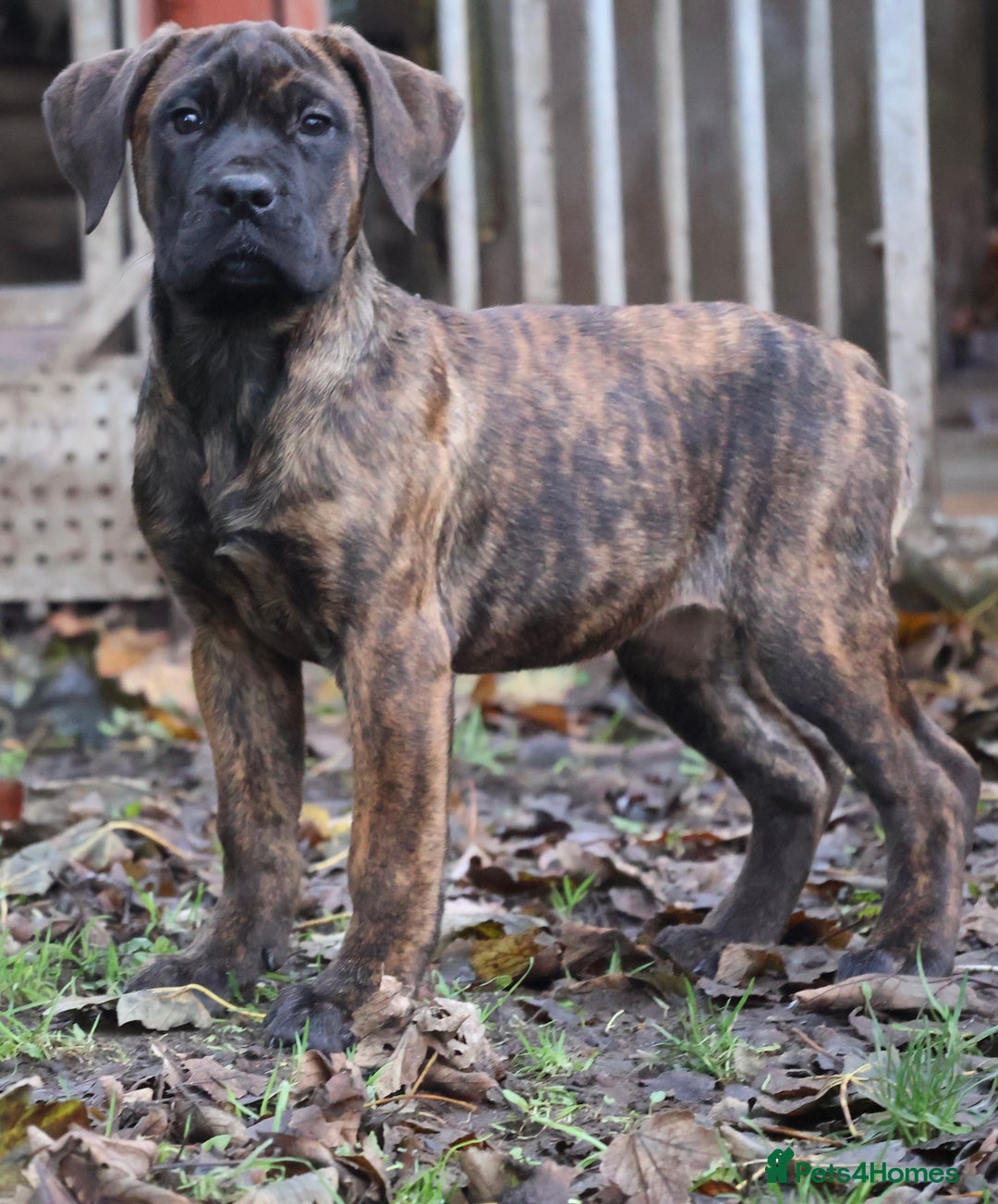 Presa Canario dogs for sale: Presa Canario Puppies (Recognised Breeder) - Advert 14