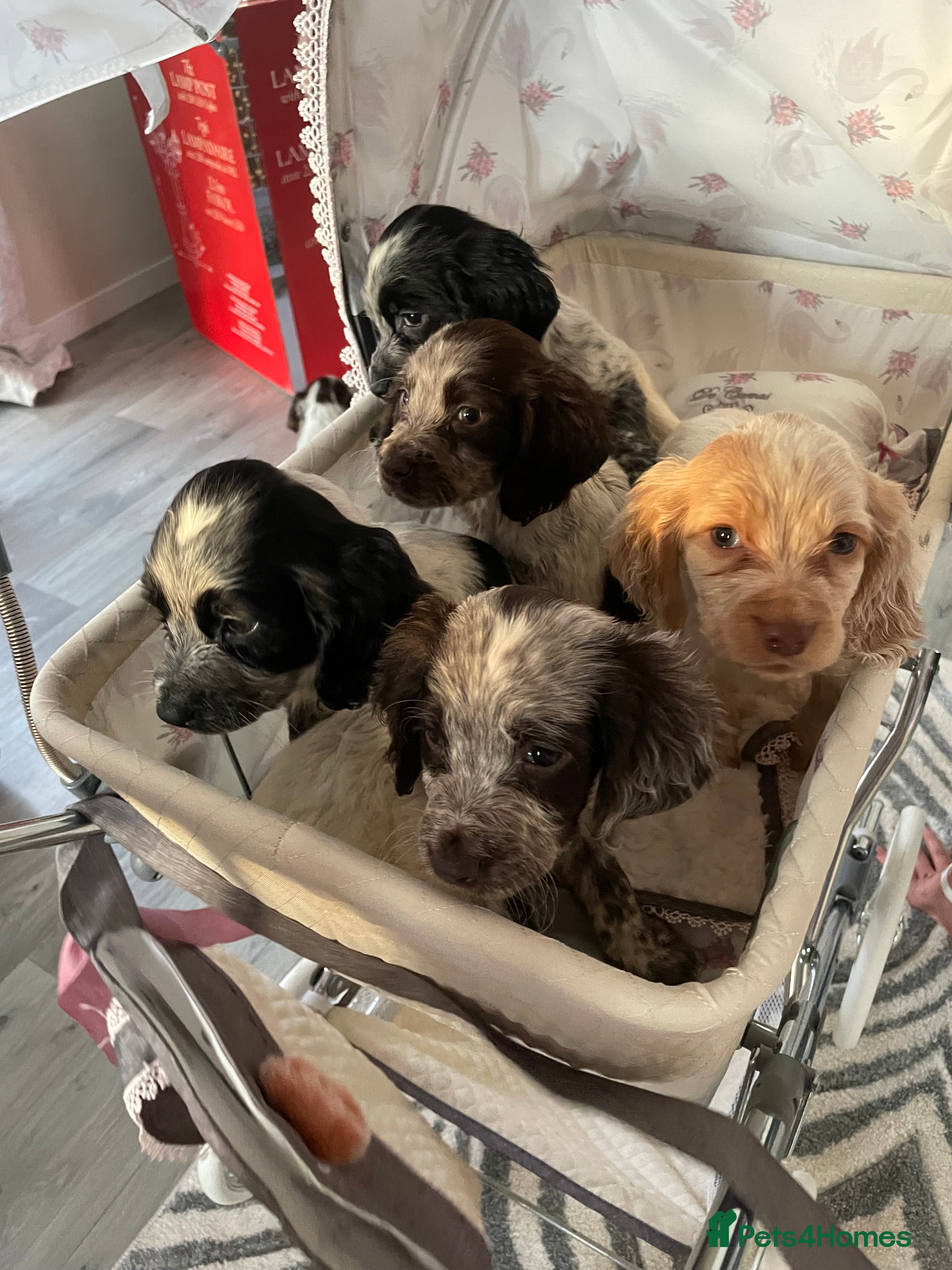 Cocker Spaniel dogs Healthy puppies - Advert 10