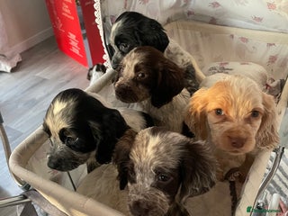 Cocker Spaniel dogs for sale - Advert 1