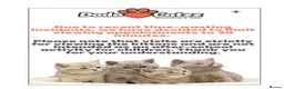 British Shorthair cats for sale: GCCF reg British Shorthair kittens ready to go now - Advert 26