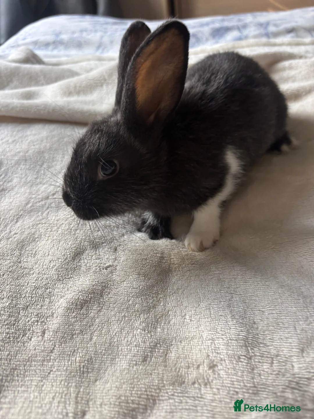 Alaska rabbits for sale: 4 alaska baby rabbits  - Advert 2