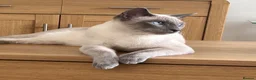 Siamese cats for sale: Beautiful seamese kittens 💙 - Advert 4
