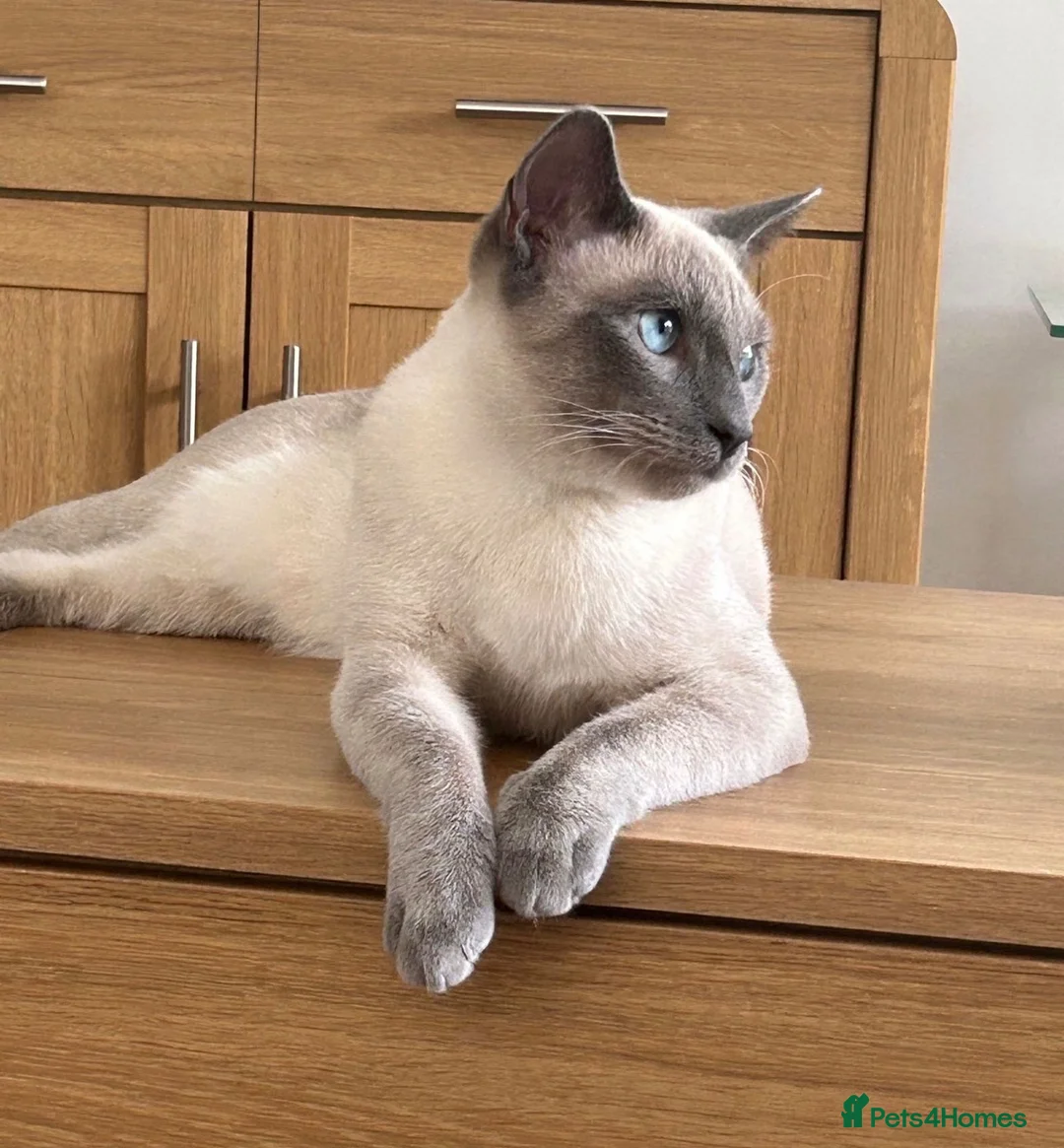 Siamese cats for sale: Beautiful seamese kittens 💙 - Advert 4