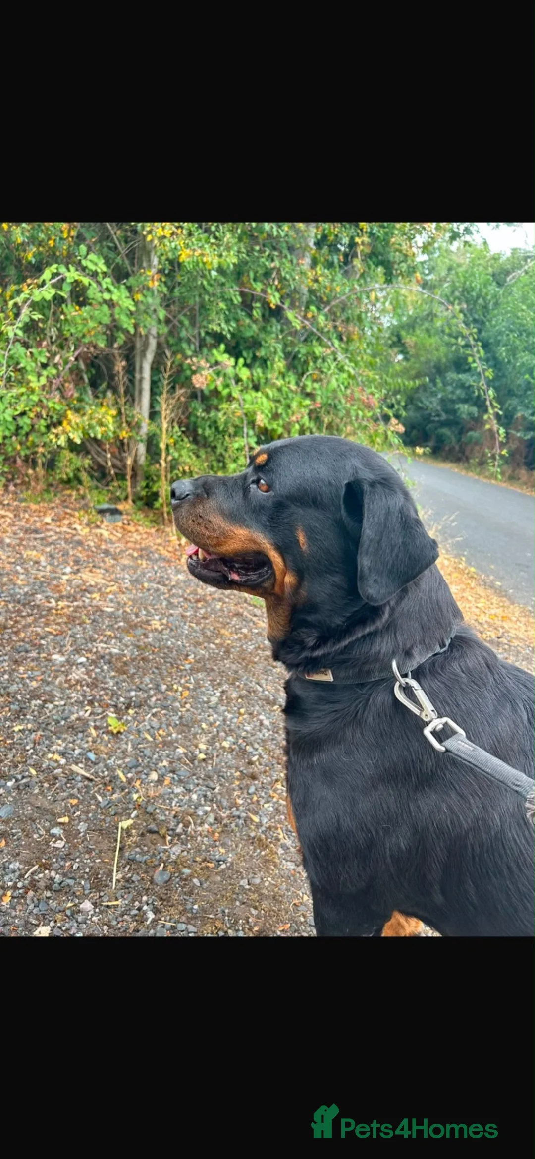 Rottweiler dogs for sale: Our lovely Shannon is looking for a forever home!  - Advert 2