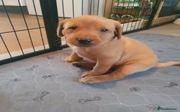 Labrador Retriever dogs for sale: **Only 2 Girls Left** Fox Red Labrador Puppies - Image 17