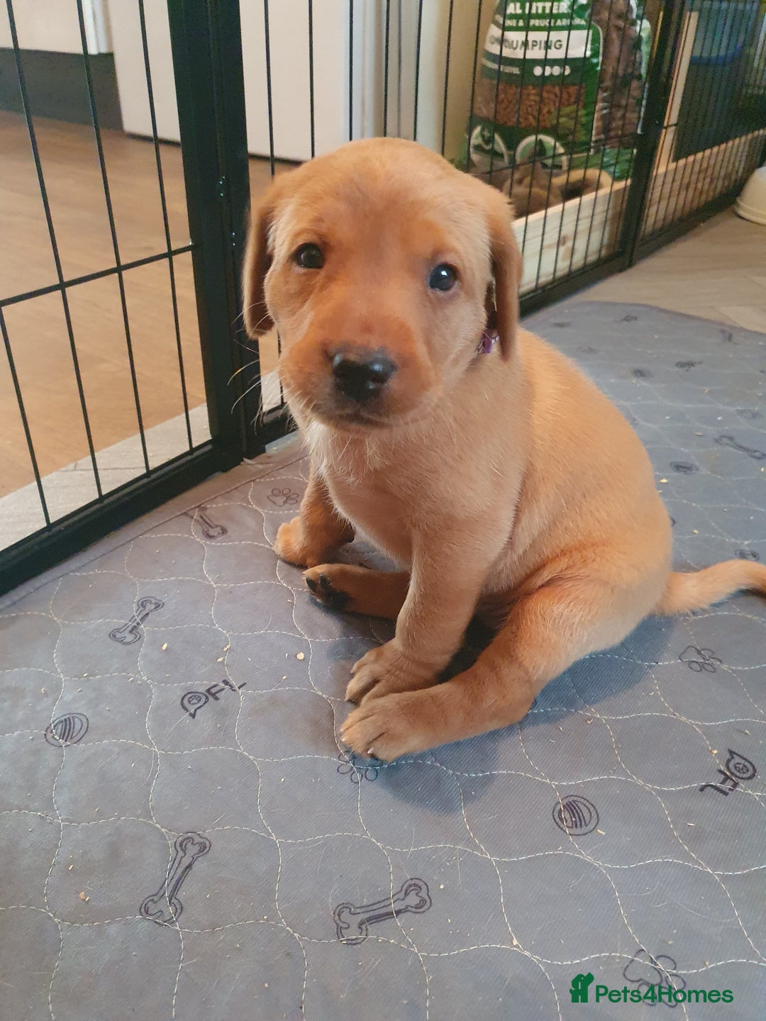 Labrador Retriever dogs for sale: **Only 2 Girls Left** Fox Red Labrador Puppies - Image 17