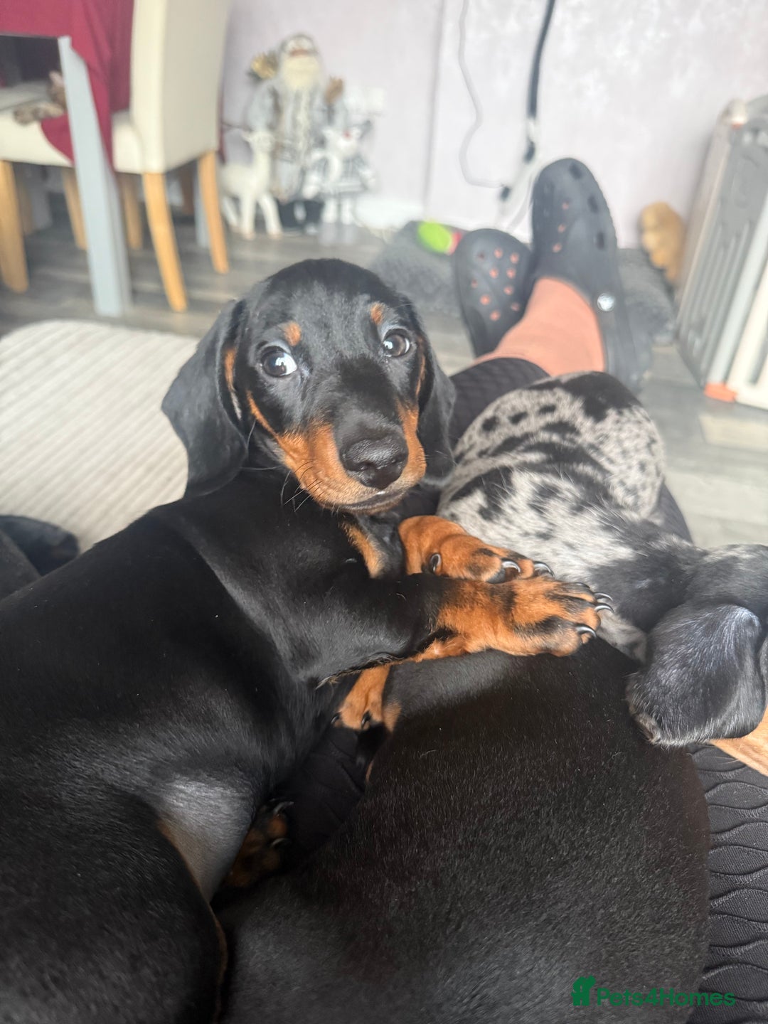 Dachshund dogs for sale: dachshund puppies LAST puppy left  - Advert 19
