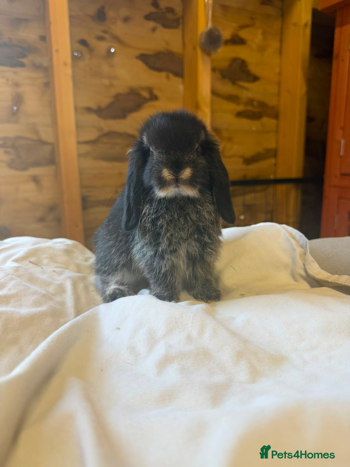 Mini Lop rabbits 🖤Gorgeous pure bred black otter mini lops 🖤 - Advert 2