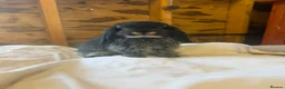 Mini Lop rabbits for sale: 🖤Gorgeous pure bred black otter mini lops 🖤 - Advert 1