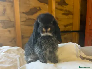 Mini Lop rabbits 🖤Gorgeous pure bred black otter mini lops 🖤 - Advert 3