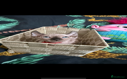 Sphynx cats for sale: Bald, bold elf blue eyes kittens  - Image 20