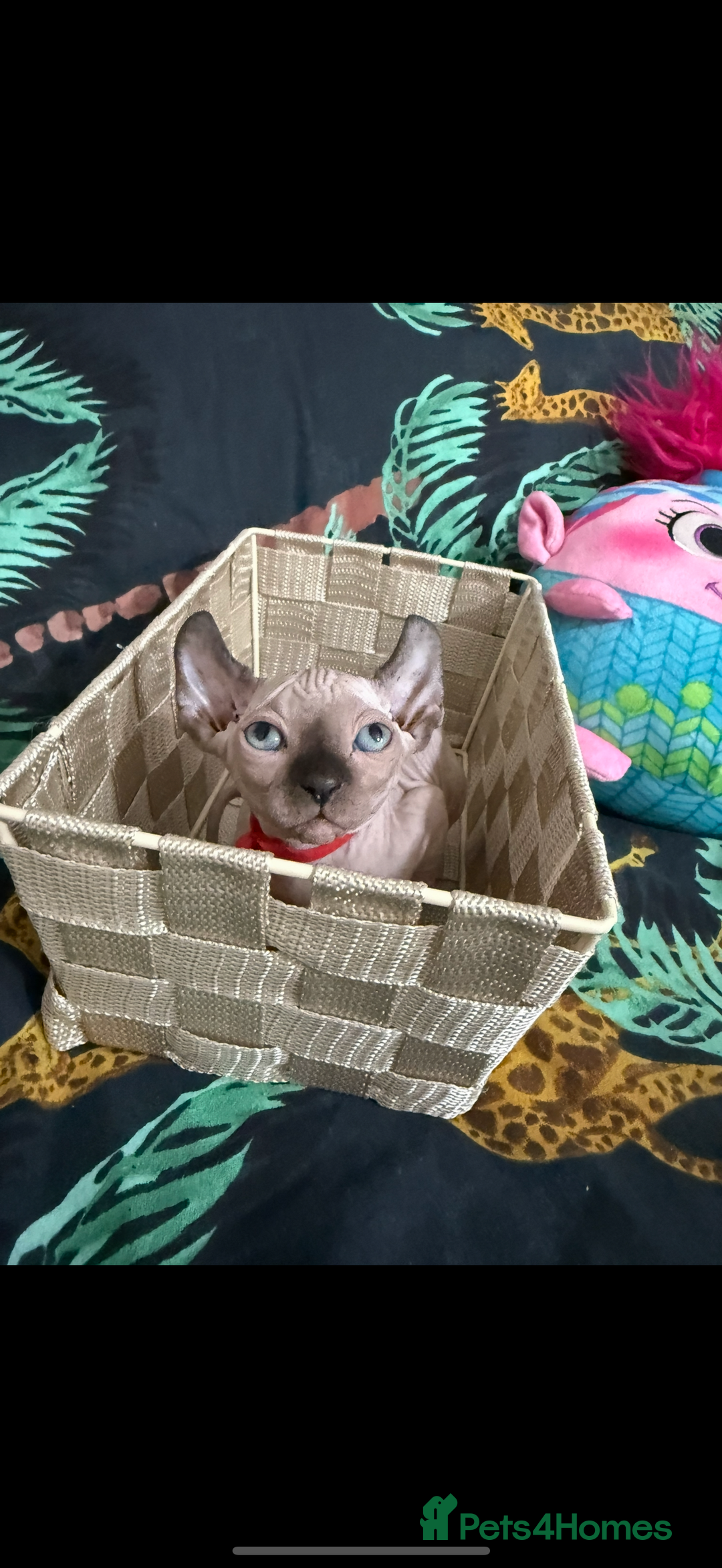 Sphynx cats for sale: Bald, bold elf blue eyes kittens  - Image 20
