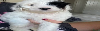 Cockapoo 1