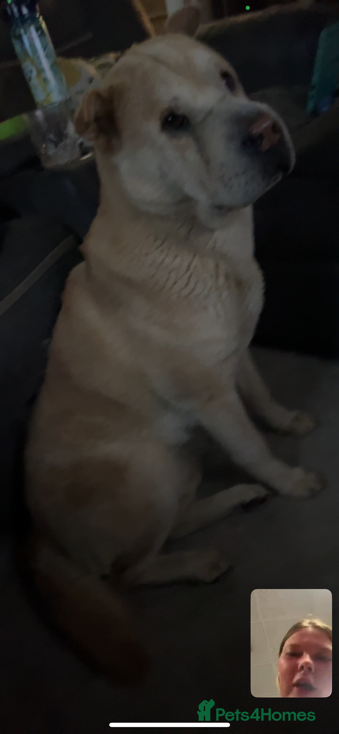 Mixed Breed dogs for sale: Shar pei rehome - Image 3