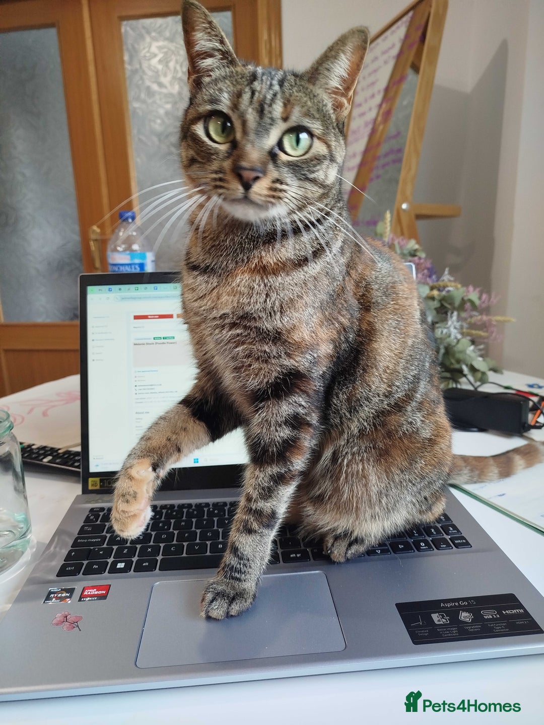 British Shorthair cats for sale: TEST ADVERT  - Advert 3