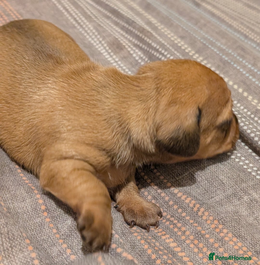 Mixed Breed dogs for sale: 3 beautiful male miniature dachshunds mix - Advert 8