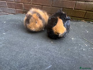 Guinea Pig rodents Stunning baby female guinea pigs - Advert 16