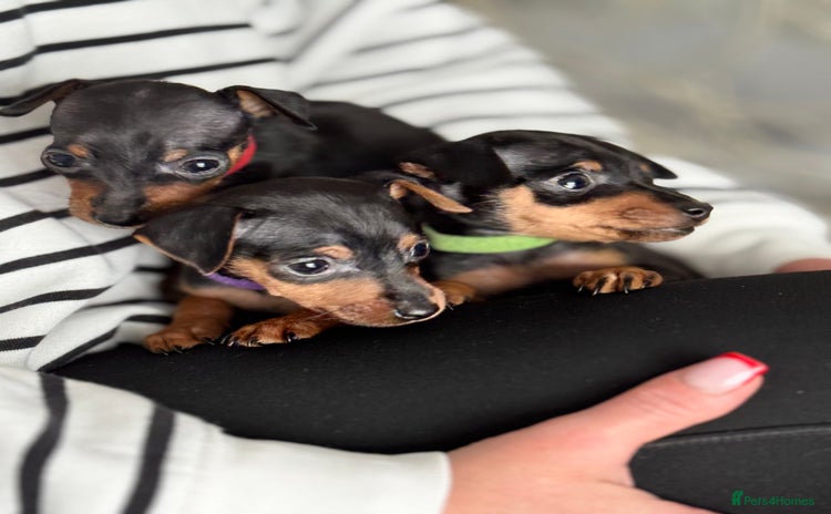 Miniature Pinscher dogs - Advert 2