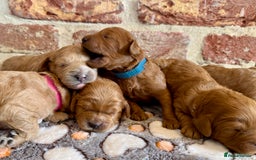 Cavapoo dogs for sale: F1b cavapoos - Image 6